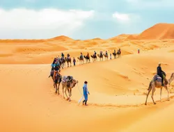 Morning Desert Safari with Camel Farm Visit & Sandboarding